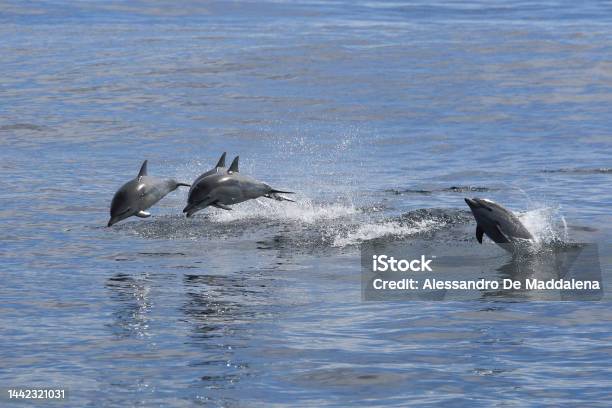 Shortbeaked Common Dolphins Delphinus Delphis Isla Guadalupe Mexico Pacific Ocean Stock Photo - Download Image Now