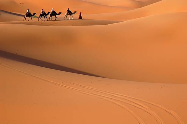 istock Camel Caravan in the Sahara Desert 144232120