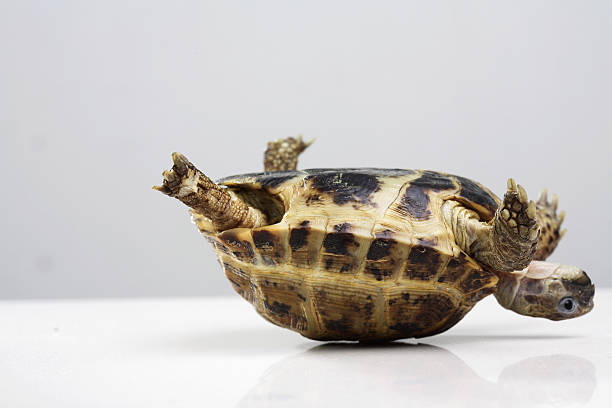 A tortoise is upside down in need of help