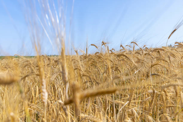 istock ripe wheat harvest in summer 1442321997