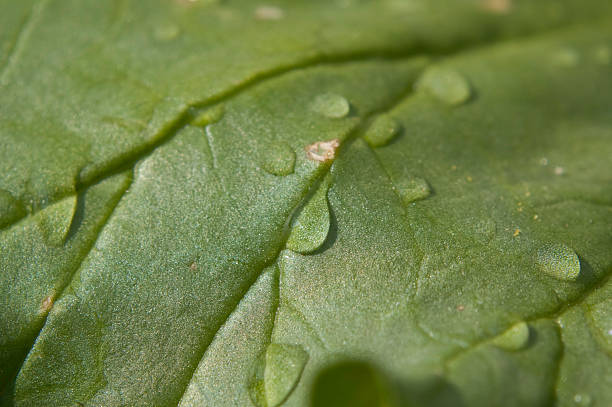 Water droplets on a leaf stock photo
