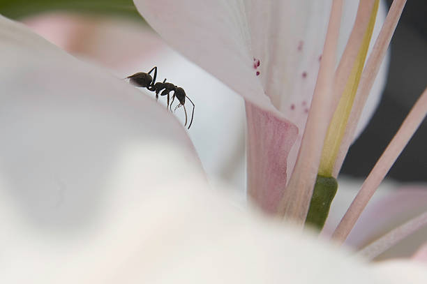 Single ant on a lily stock photo