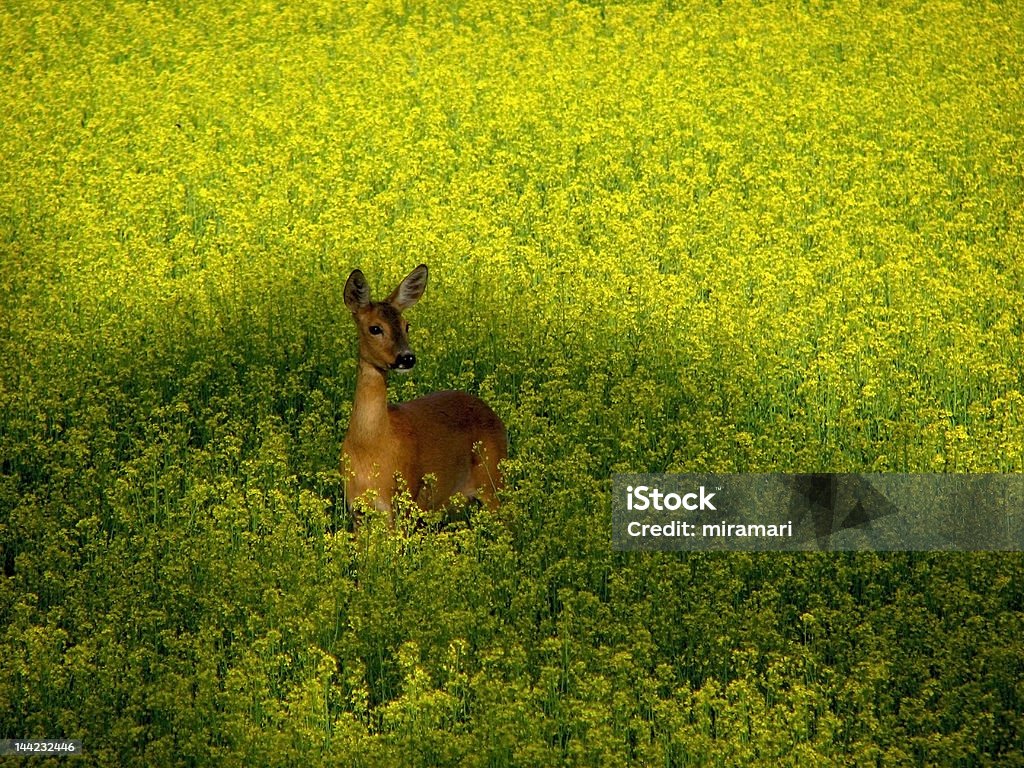 Chevreuil dans un champ jaune - Photo de Agriculture libre de droits