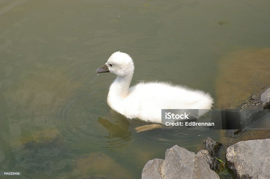 Bébé Swan - Photo de Animaux à l'état sauvage libre de droits