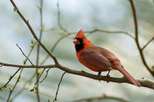 Cardinal sat on a branch, shot at Columbus zoo
