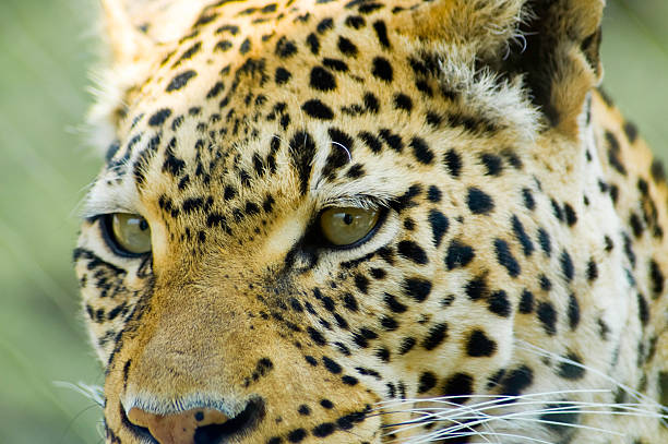 Close up Leopard face stock photo