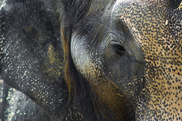 Close up Elephant stock photo