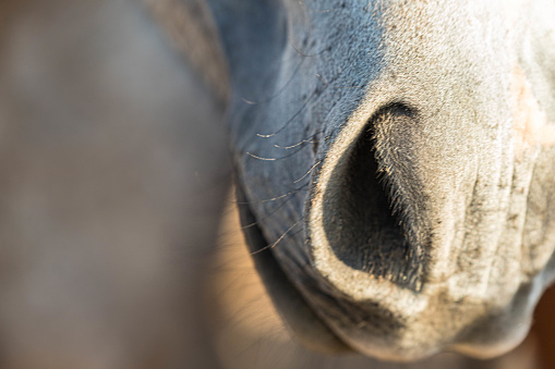 Close up of a horse muzzle