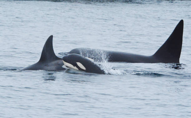 istock Orca Family Activity - Monterey Bay 1442327010