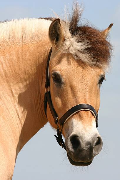 curieux fjord cheval - corps dun animal photos et images de collection