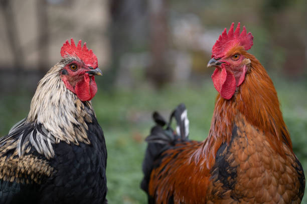 istock beautiful chickens and roosters outdoors in the yard. 1442329193