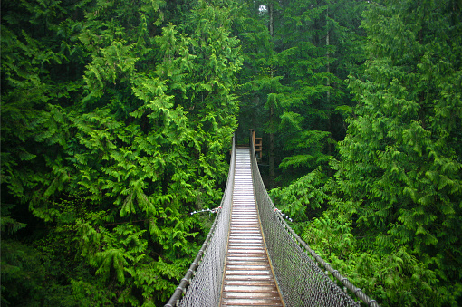 Bridge 100 feet above the ground spanning a tiny little stream. This bridge was from a park somewhere in British-Columbia.