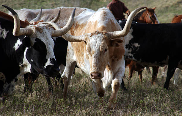 istock Texas Longhorn Cattle Round Up 144232931