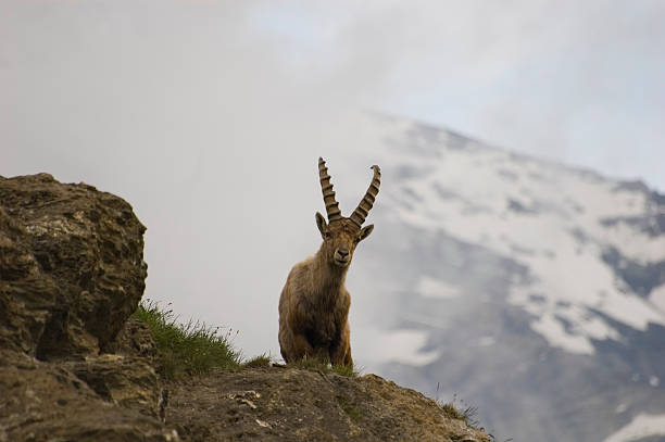 istock Alpine ibex in Frenc Alps 144232934
