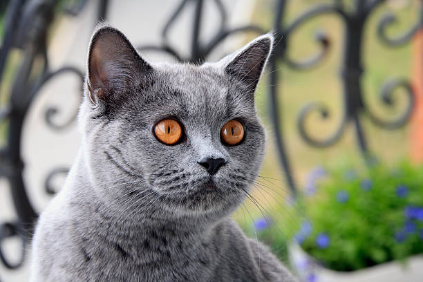 Gray Cat With Orange Eyes British Blue Shorthair Stock Photo - Download  Image Now - Animal, Animal Hair, Animal Nose - iStock