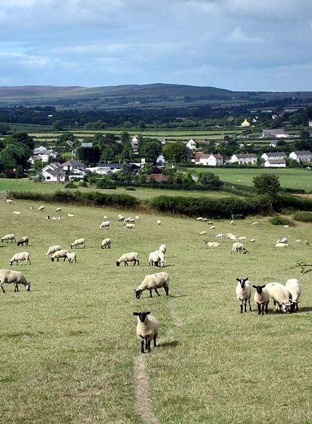 oveja galesa en un campo - welsh culture wales field hedge fotografías e imágenes de stock
