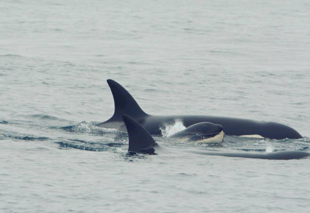istock Orca Adults And Calf Cruising Monterey Bay 1442331973