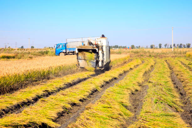 Harvester machine is harvesting ripe rice