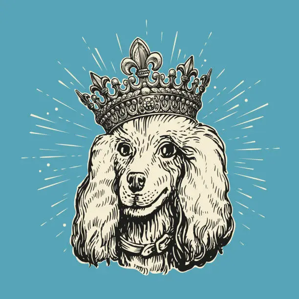 Vector illustration of Beautiful Dog poodle in crown drawn in retro style. Royal cute dog poodle. Pet animal, puppy sketch vector illustration
