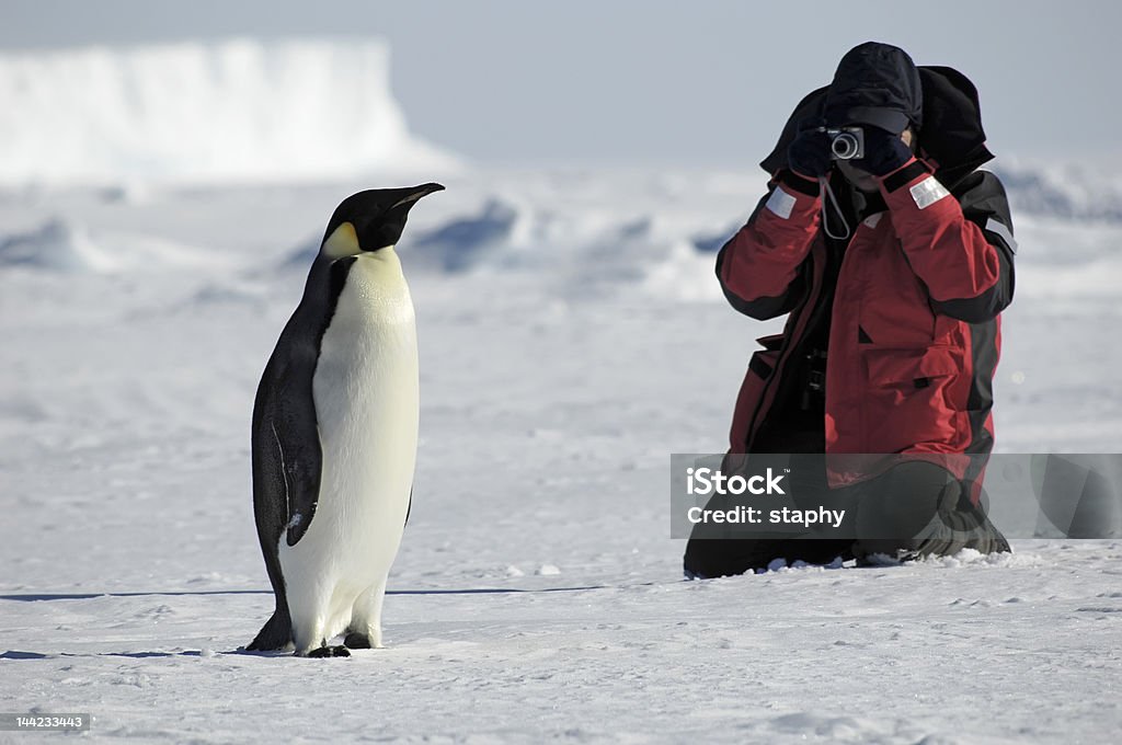 Penguin photos Antarctica Stock Photo