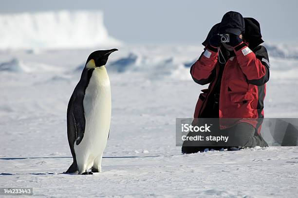 Penguin Photos Stock Photo - Download Image Now - Antarctica, Exploration, Penguin