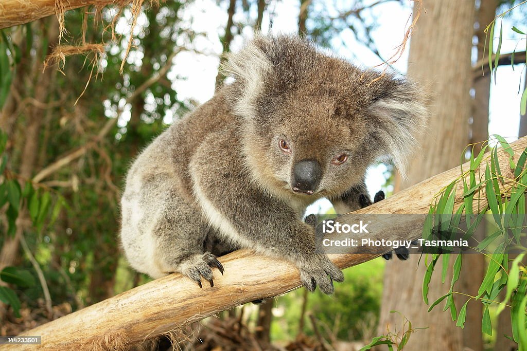 Koala w odgałęzienia - Zbiór zdjęć royalty-free (Australia)