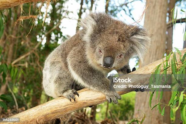 Koala W Odgałęzienia - zdjęcia stockowe i więcej obrazów Australia - Australia, Bez ludzi, Dzikie zwierzęta