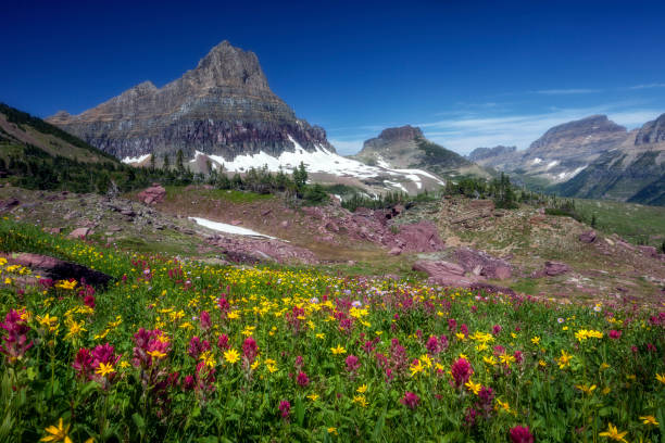 glacier national park - les hautes prairies alpines se remplissent de fleurs au printemps du milieu de l’été dans le parc national de glacier, montana, états-unis - landscape montana wildflower flower photos et images de collection