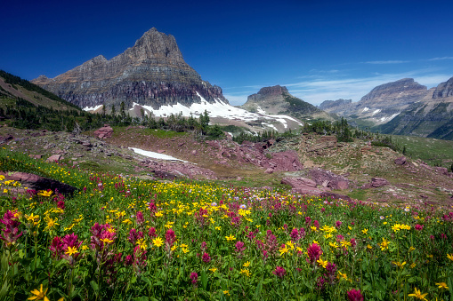 Early morning light is dawning on a beautiful alpine meadow in late summer on Logan Pass in Glacier National Park, Montana