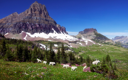 A seemingly endless line of mountain goats wander through a mountain meadow high up in Glacier National Park, Montana, USA