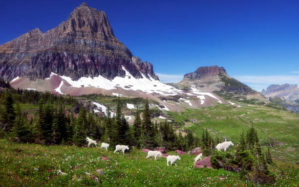 park narodowy glacier - the goat patrol - lake us glacier national park cloudscape cloud zdjęcia i obrazy z banku zdjęć