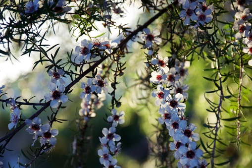 Beautiful Manuka (Leptospermum Scoparium) flowers in bloom in sunshine. It is also known as the New Zealand Tea Tree. The nectar source for the highly valued antibacterial Manuka Honey made by New Zealand's Honey Bees. Manuka Honeys are thought to be so potent at healing infections that many hospitals around the world are now turning to them.