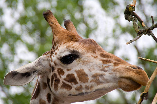 giraffe stock photo