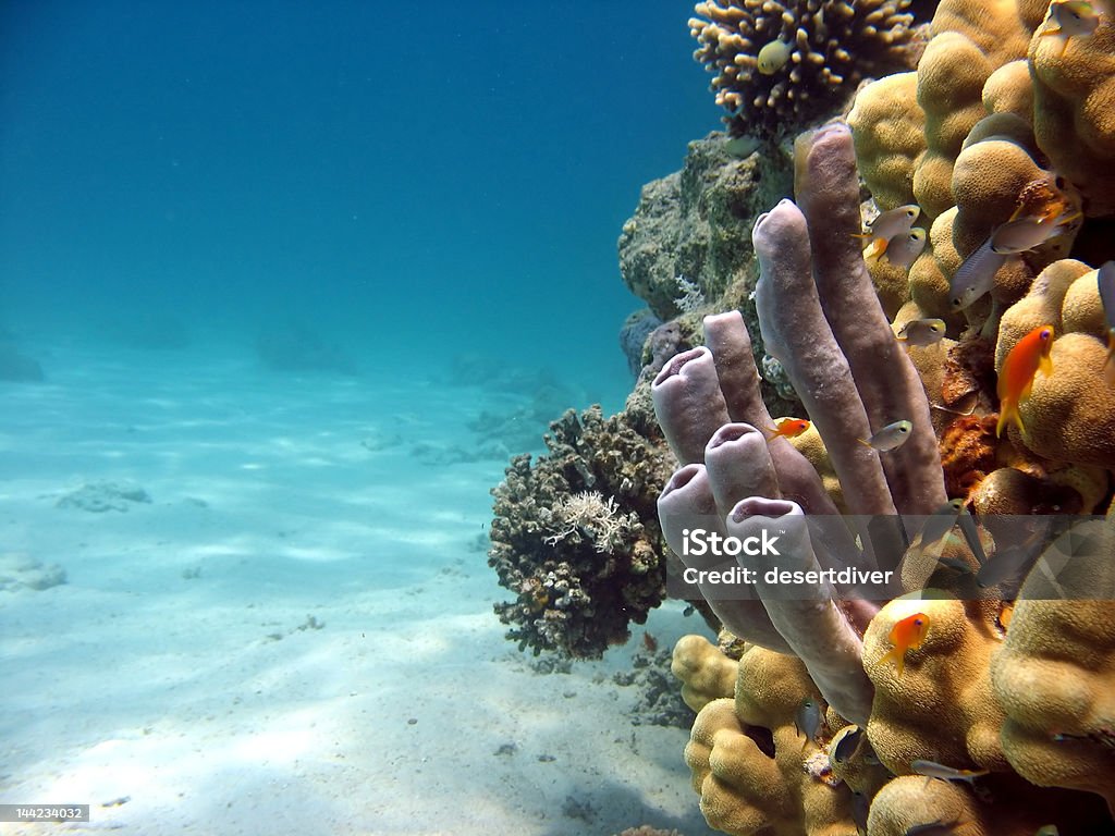 Пробирка коралловый - Стоковые фото Без людей роялти-фри