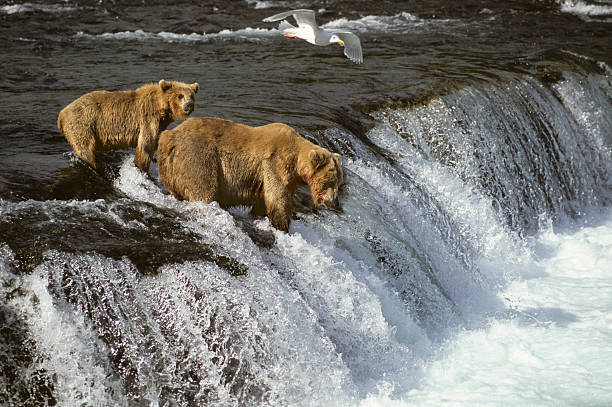 istock Grizzly bears at falls 144234037
