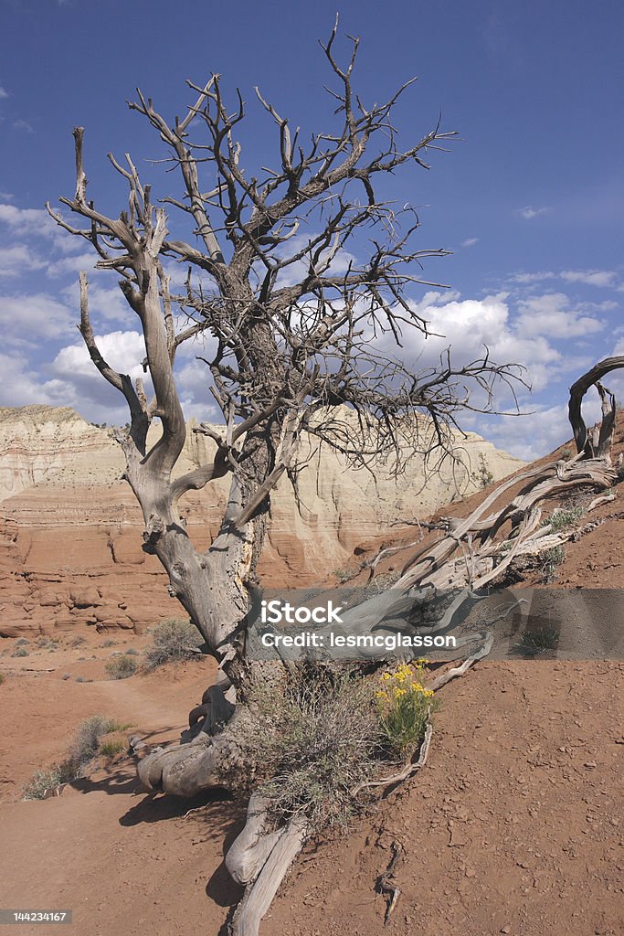 Desert Sentinel Dead pine skeleton and yellow flowers in Kodachrome Basin State Park, Utah. Arid Climate Stock Photo