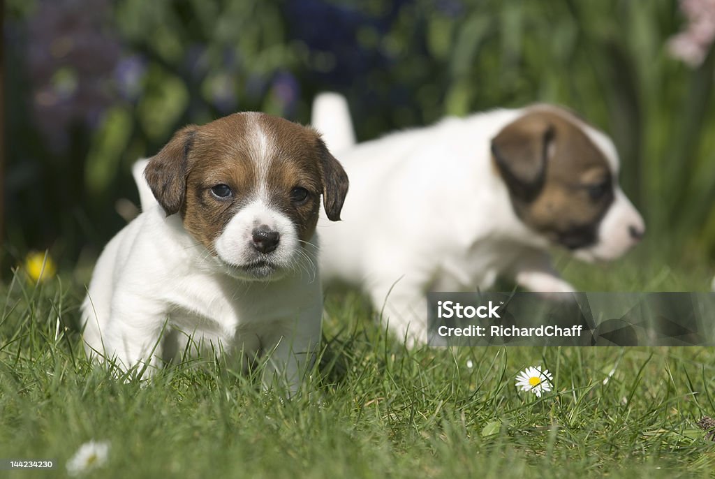 Curioso cucciolo - Foto stock royalty-free di Animale