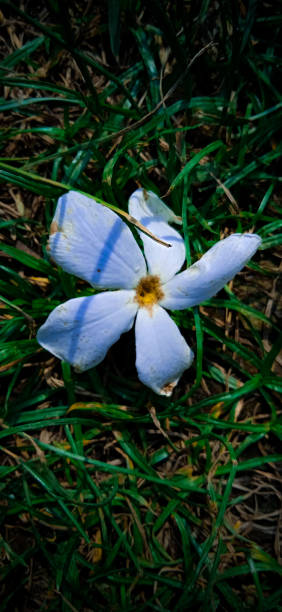 A white and beautiful cambodian flower falls on the grass