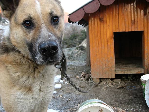istock guard dog looking alert 144234421
