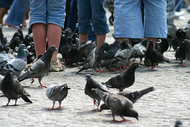 istock pigeons and people 144234558