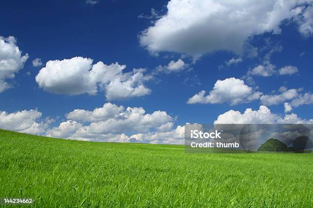 Campo Estivo - Fotografie stock e altre immagini di Agricoltura - Agricoltura, Ambientazione esterna, Ambientazione tranquilla