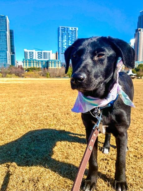 Puppy in Austin