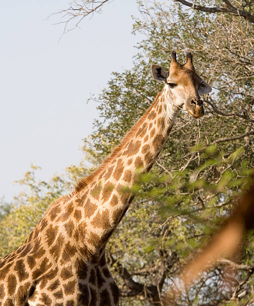 istock Giraffe head and shoulders portrait 144234782