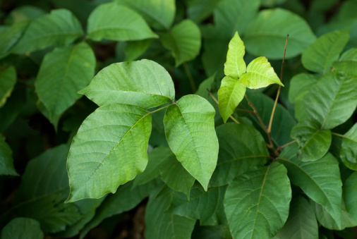flourishing poison ivy is supposedly a byproduct of global warming