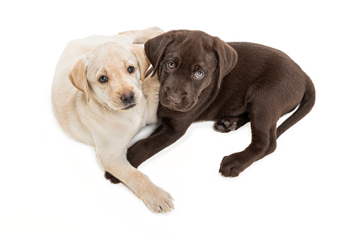A Yellow Labrador puppy cuddling with Chocolate sibling on a white background looking up at the camera.