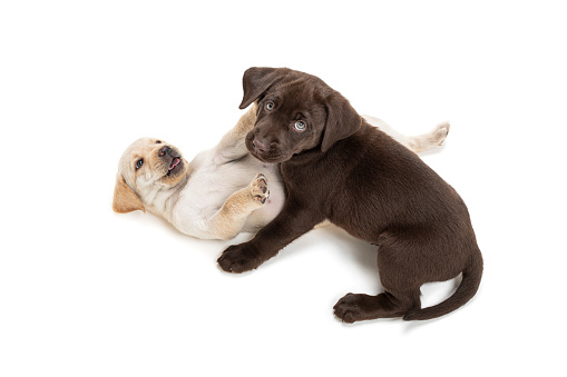A Chocolate Labrador puppy wrestling with Yellow sibling on a white background looking up at the camera.