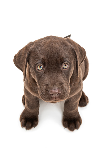 A cute young Chocolate Labrador puppy sitting on a white background looking up at the camera.