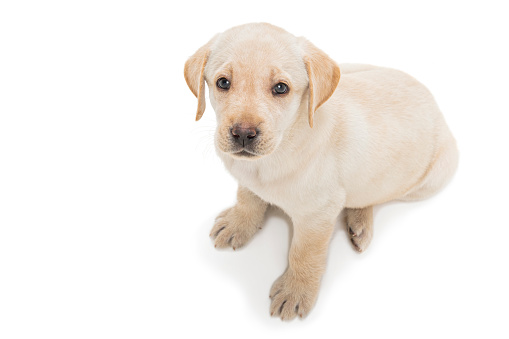 A cute young Yellow Labrador puppy sitting on a white background looking up at the camera.