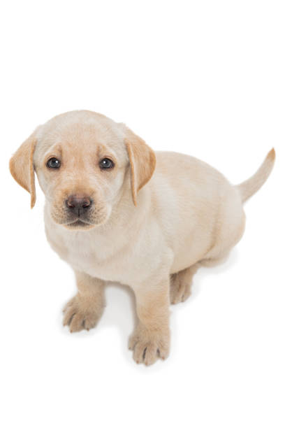 A cute young Yellow Labrador puppy sitting on a white background looking up at the camera.