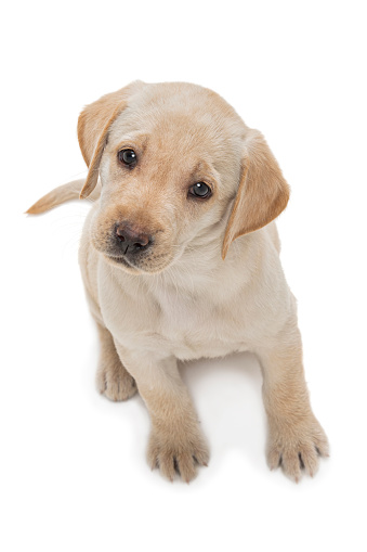A cute young Yellow Labrador puppy sitting on a white background looking up at the camera with tilted head.